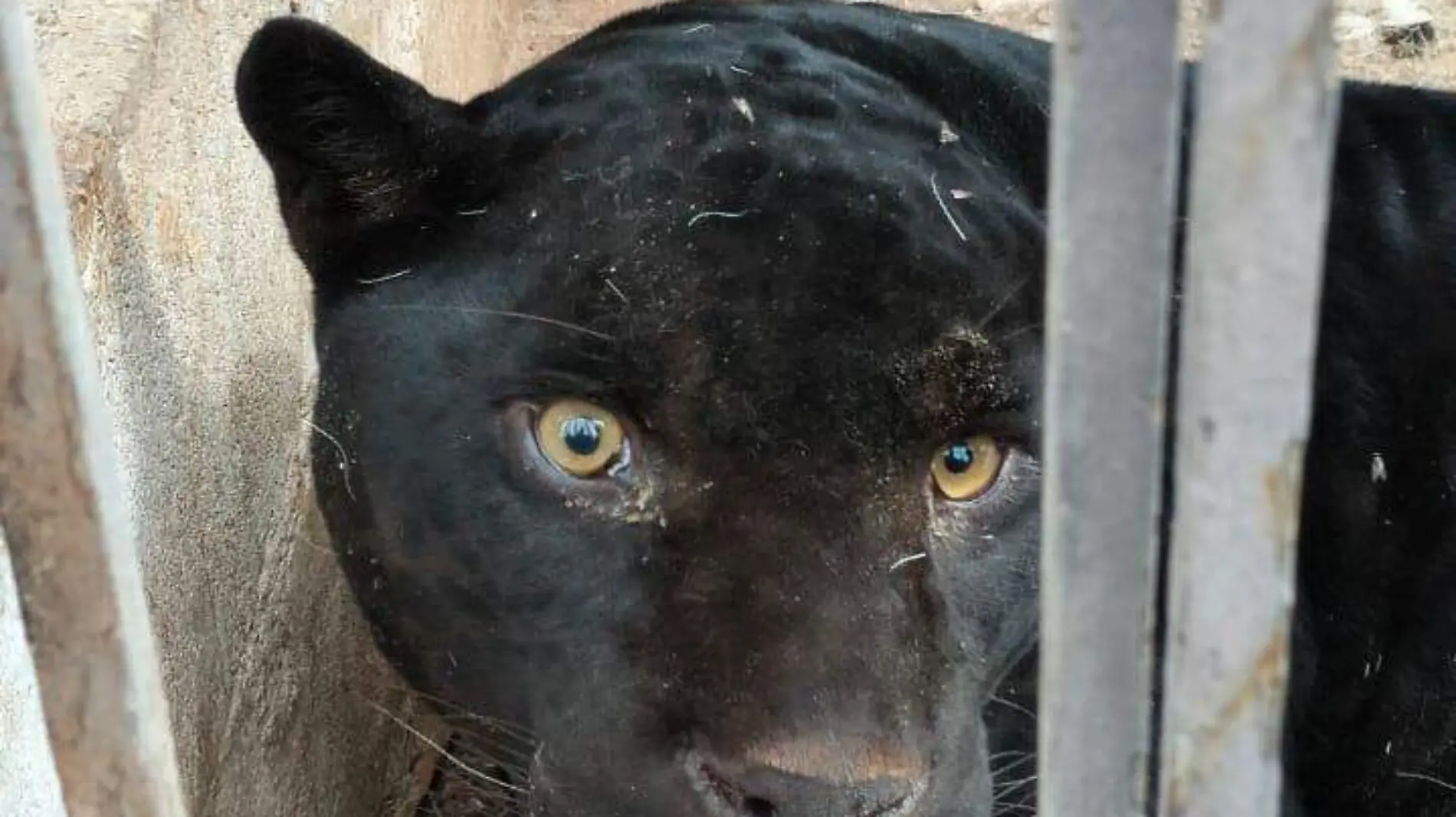 jaguar que atacó a niña